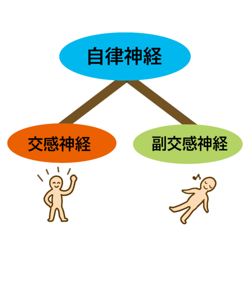 自律神経が整えば夏バテは怖くない！